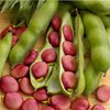 Broad Bean 'Karmazyn' - 15 Seeds + Freebie + Plant