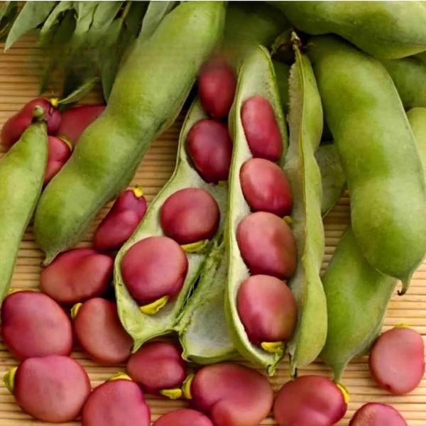 Broad Bean 'Karmazyn' - 15 Seeds + Freebie + Plant