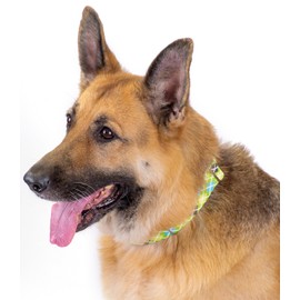 Country Brook Petz - Margarita Argyle Martingale Dog Collar with Premium Buckle - Plaid and Argyle Collection with 3 Charming Designs (1 Inch, Medium)