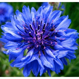 Earthcare Seeds Cornflower Tall Blue Heirloom Bachelors Button 1000 Seeds Centaurea Cyanus
