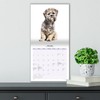 Magnet & Steel Lhasa Apso Modern 2022 Calendar