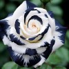ZEshops 20pcs Rare Black & White Rose Seeds Non GMO