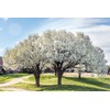 20 Seeds Bradford Pear Tree | Pyrus calleryana Callery Pear