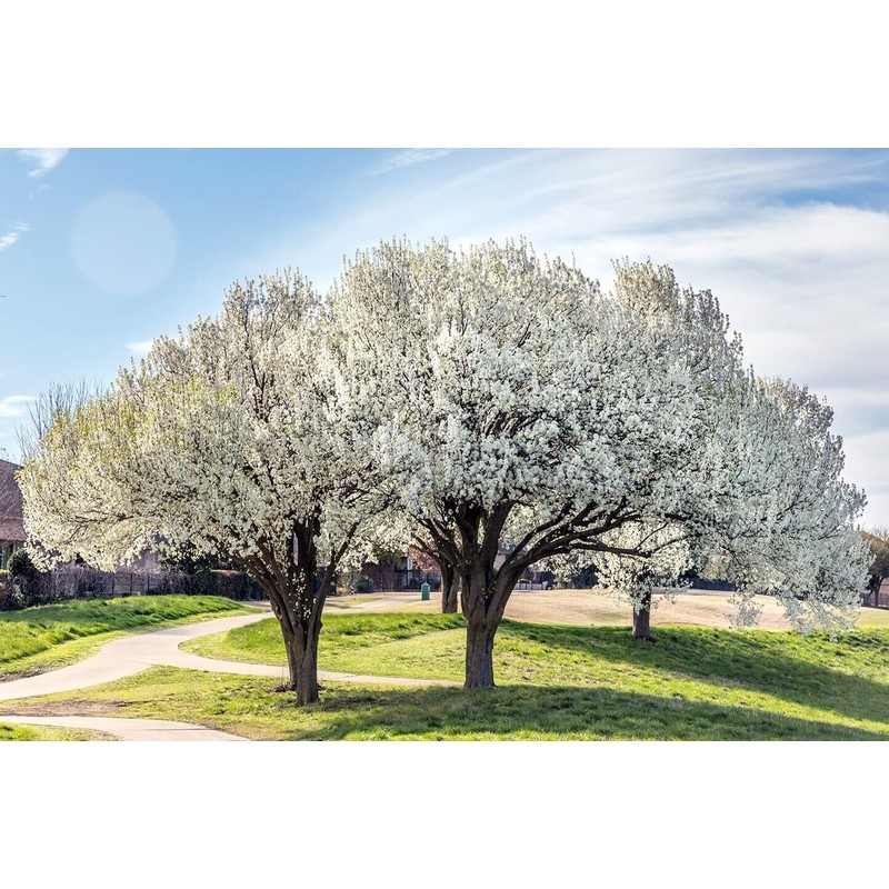 20 Seeds Bradford Pear Tree | Pyrus calleryana Callery Pear