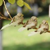 Imitation Feather Bird Multipurpose Fade Resistant Fake Feather Bird Ornament