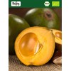 Biojoy Organic Lucuma Powder (250 g), Lucuma Powder without Additives