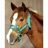 Monty Roberts Dually Headcollar (Extra Small - Green)