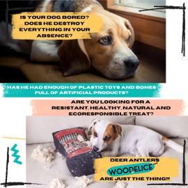 VITALIPETS Deer Antler Dog Chew | Size M Dogs from 5 to 20 Kg | Health Support | Long Lasting Natural | Exposed Marrow | Aggressive Chewer Safe | Mineral Rich Treat