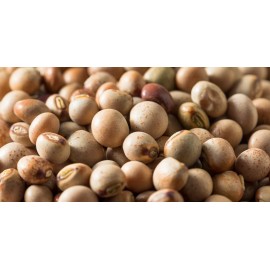 Pigeon Pea Seeds (25) / BUSH BEAN / HEIRLOOM / ORGANIC / FLORIDA GROWN