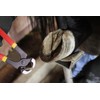 Farrier Tool Kits - 8 inch Professional Farriers Hoof Nipper