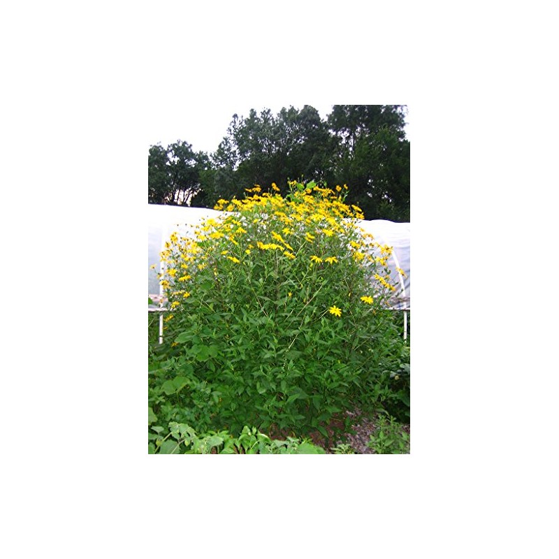 Jerusalem Artichoke (Organic) 1.5 Pounds