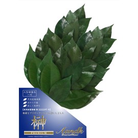 A&K Premium Sakaki Preserved (M Size Camellia Leaf Extended Version/1 Pair/Approx. Height 13.4 inches (34 cm) x Width 5.5 inches (14 cm)), Made of Premium Camellia Leaves from Tamba, Shinto Shelf, For Offering