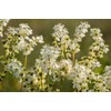 Earthcare Seeds Meadowsweet 350 Seeds (Filipendula ulmaria) Heirloom - Open