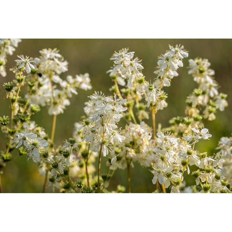 Earthcare Seeds Meadowsweet 350 Seeds (Filipendula ulmaria) Heirloom - Open