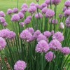 1000 Garden Chives Herb Seeds Allium schoenoprasum - Premium Non-GMO,