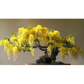 10 Golden Shower Bonsai Tree Seeds for Planting