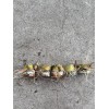 Sugarcane 5pcs Rooted Sugarcane Cutting Sweet Juicy Tropical Live Plant