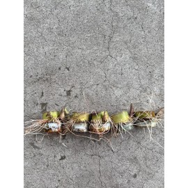 Sugarcane 5pcs Rooted Sugarcane Cutting Sweet Juicy Tropical Live Plant Ready To Plant