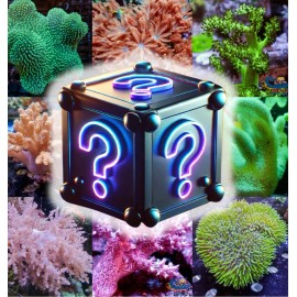 Box Mystery Box - 20 NWT designer Women’s Clothing Items w/ Tags + Bonus Jewelry