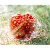 Seeds Wild Strawberry Alexandria 100+ Seeds to Grow Perennial