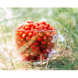 Seeds Wild Strawberry Alexandria 100+ Seeds to Grow Perennial