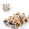 NAMYEUT Pack of 50 Quail Egg Boxes, 12 Plastic, Egg