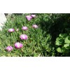 Happy Garden 6 Fresh Cuttings Ice Plant, Purple Pink Color,