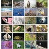 Bear and Bee 100 Animal Postcards with 100 Different Motifs