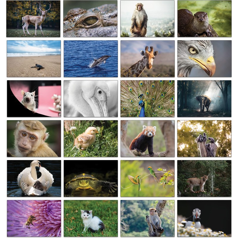 Bear and Bee 100 Animal Postcards with 100 Different Motifs