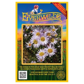 Everwilde Farms - 2000 Bigelow's Aster Native Wildflower Seeds - Gold Vault Jumbo Seed Packet
