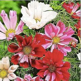 Seashell Cosmos Seeds - Long Blooming Period in All Zones - 1000 Seeds