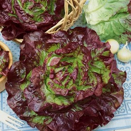 Carmona Red Butterhead Lettuce Seeds - 0.25 Oz ~6250 Seeds - Non-GMO, Heirloom - Vegetable Garden - Lactuca Sativa