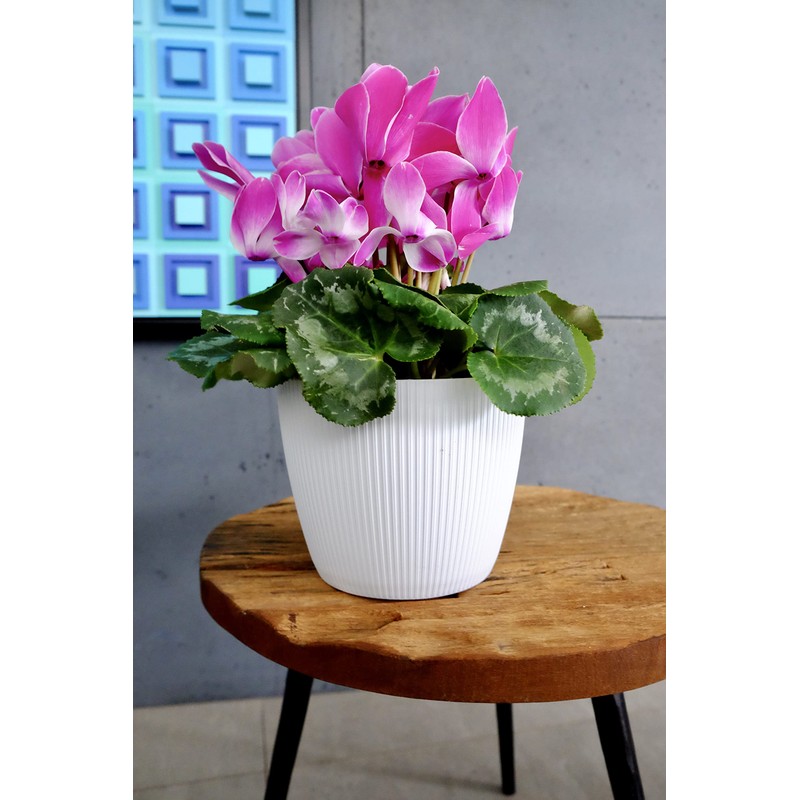 Tymar Flowerpot, pack of 2, round shape, planter (2 pack),