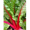 300 Ruby Swiss Red Chard Seeds for Planting 7+ Grams
