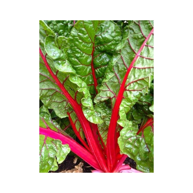 300 Ruby Swiss Red Chard Seeds for Planting 7+ Grams