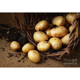 Simply Seed - 3 LBS - German Butterball - Potato Seed - Non GMO - Natural Grown