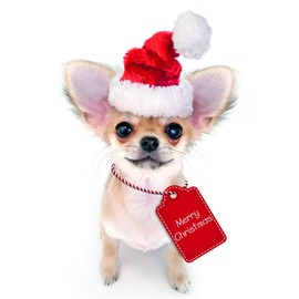 Me to You Up Close 3D Greeting Card Merry Christmas Chihuahua Dog Santa Hat & Tag