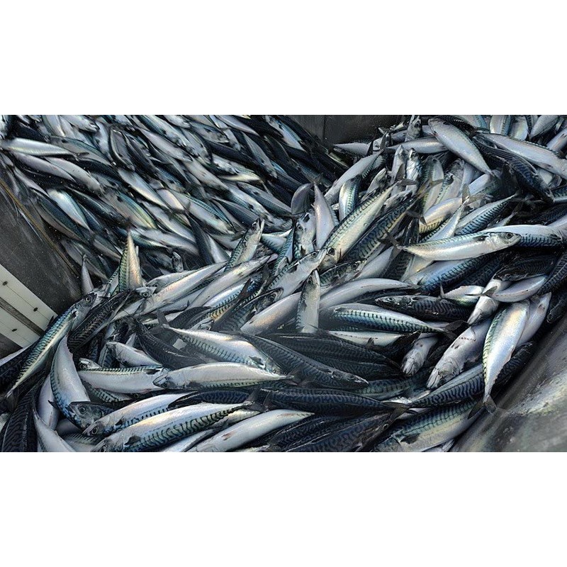 Sunnmore Peppered Mackerel, 5 oz (Pack of 3)