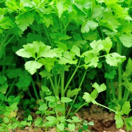 Cutting Celery (Apium graveolens) Vegetable Seeds, Fast Growing, Rich in Nutrients, Cut-and-Come-Again, Seeds by MySeeds.Co, You Choose The Amount (1 oz)