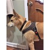 Muttitude No-Pull Training Dog Harness - Front Clip Dog Harness