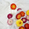 Pack of 30-40 dried flower heads for wedding and autumn