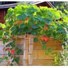Red and Yellow Climbing Nasturtium Seeds - 60 Seeds
