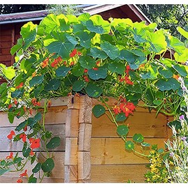 Red and Yellow Climbing Nasturtium Seeds - 60 Seeds