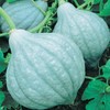 Blue Hubbard Winter Squash Garden Seeds - 4 Oz -