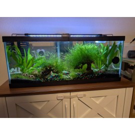 1 Bag Of Java Moss, Aquarium.