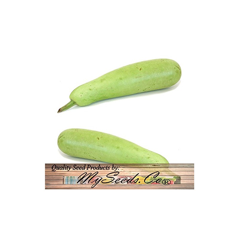Big Pack - (50) Calabash Long Squash/Melon Seeds, Opo Bottle