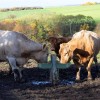 generic Bebedero Automático Plásticos Caballos Ganado Cabras Gatos