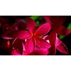 2 Ruby Red Plumeria Rare Red Plumeria 8-12 Inch Branch
