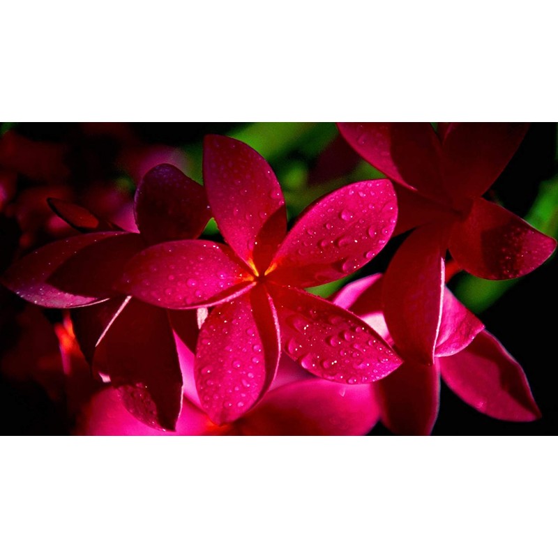 2 Ruby Red Plumeria Rare Red Plumeria 8-12 Inch Branch