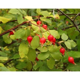 CZ Grain 30 Woods Rose Seeds for Planting Rosa woodsii - Grow Wild Rose Bushes